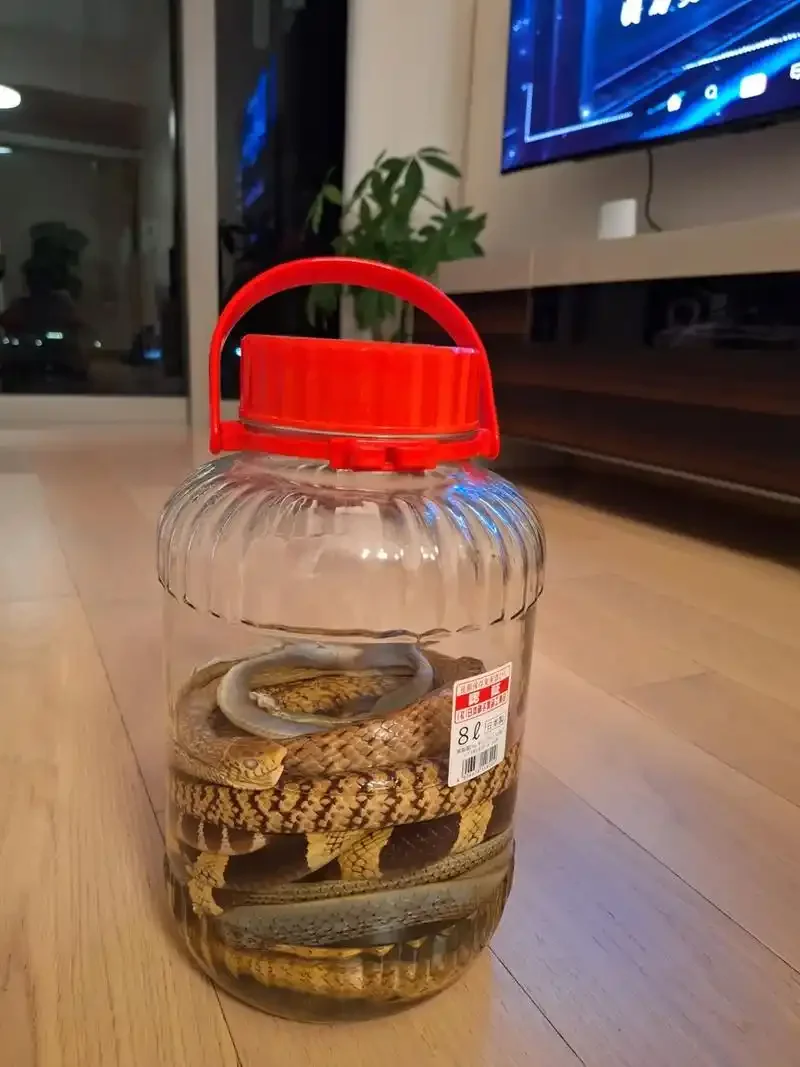 泡蛇酒示范：两个玻璃酒坛对比展示，左为已泡制蛇酒，右为待处理的工具与空坛，突出安全与专业操作。_1