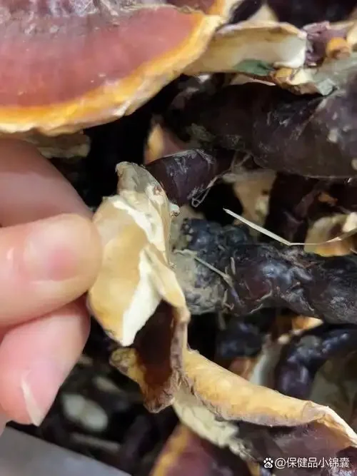 酿酒师示范家庭白灵芝泡酒的正确方法：将白灵芝放入玻璃罐_1