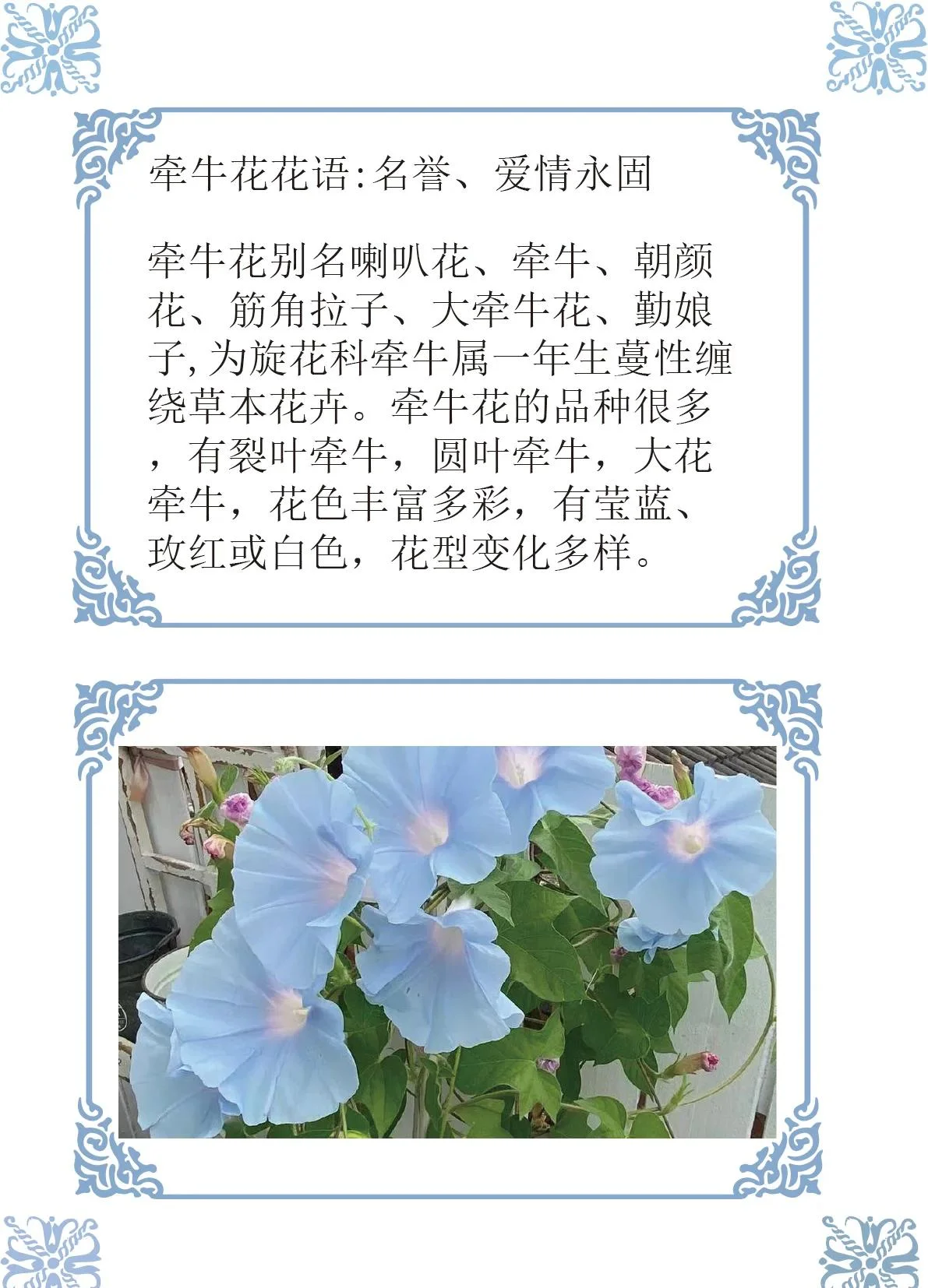 特写：装有紫色牵牛花的透明玻璃泡酒瓶，酒液呈琥珀色，旁边散落着书籍和草药，展现民间传统泡酒场景。_1