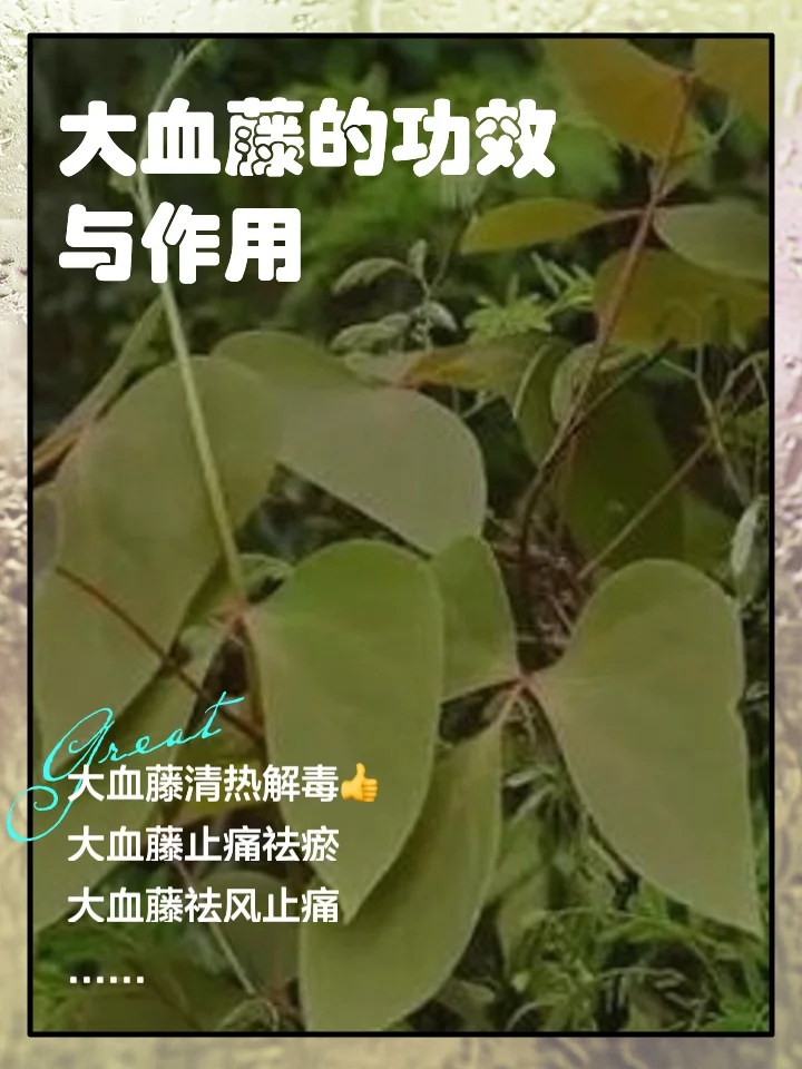 大血藤泡酒示例：透明玻璃罐中琥珀色酒液与深红色大血藤切片清晰可见_1