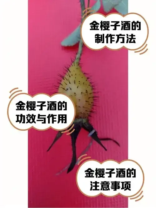 金樱子牛大力泡酒成品展示：透明玻璃罐中琥珀色酒液与药材清晰可见_1