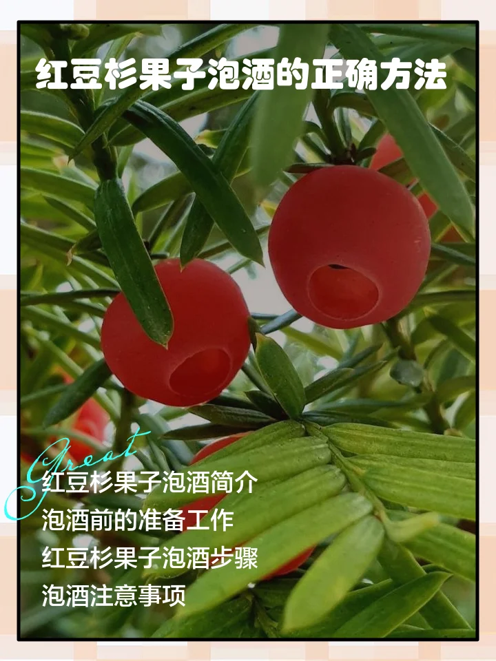 红豆杉、枸杞、红枣在玻璃罐中泡酒的静物展示，旁边配有冰糖和称重工具_1