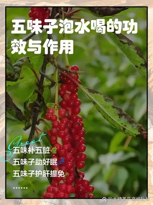自酿五味子酒：装有琥珀色酒液和红色五味子果实的玻璃酒坛特写_1