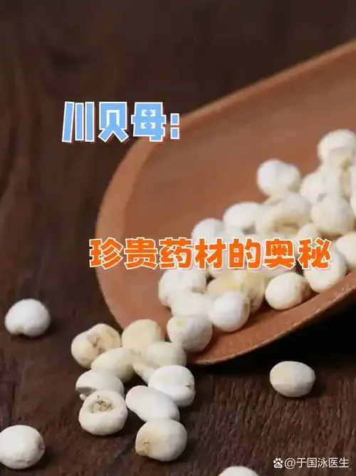 贝母泡酒实物展示：广口玻璃罐中，淡黄色酒液浸泡着贝母和枸杞，旁边散落着几颗干净的贝母。_1