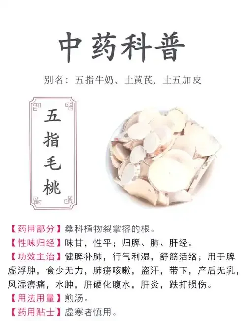 五指毛桃与鸡血藤浸泡在透明玻璃罐药酒中的特写照片，展示家庭养生药酒的制作状态。_1