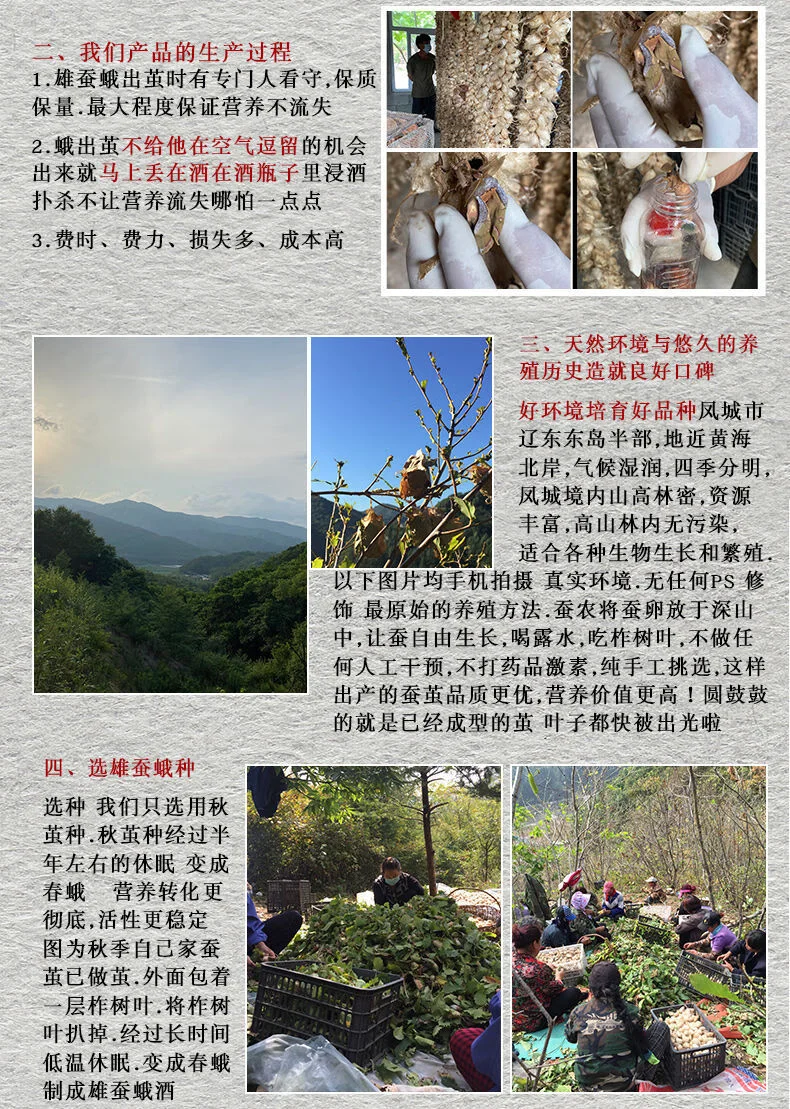 透明玻璃罐中浸泡着雄蚕蛾的金黄色药酒特写，展示了正确的泡酒材料与容器状态。_1