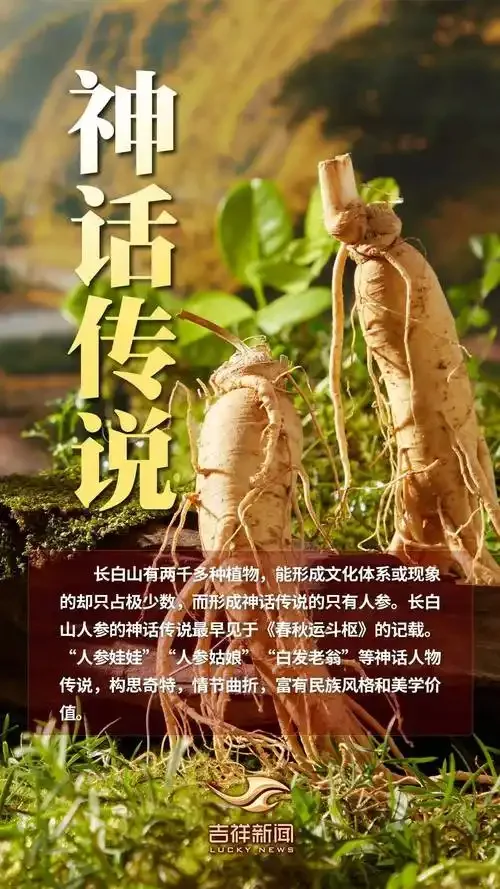 泡制中的人参大补酒特写，展示酒液中人参及枸杞等辅料的真实状态。_1