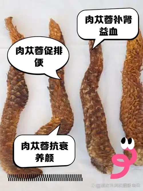 家庭自制肉苁蓉泡酒展示，玻璃罐中可见肉苁蓉切片与枸杞，旁边配有标注每日用量的酿酒笔记。_1