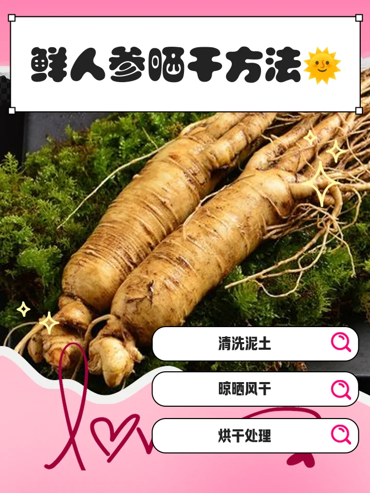 鲜人参酒与干人参酒对比实拍图，展示在酿酒工作台上的两种泡酒样本及原料。_1