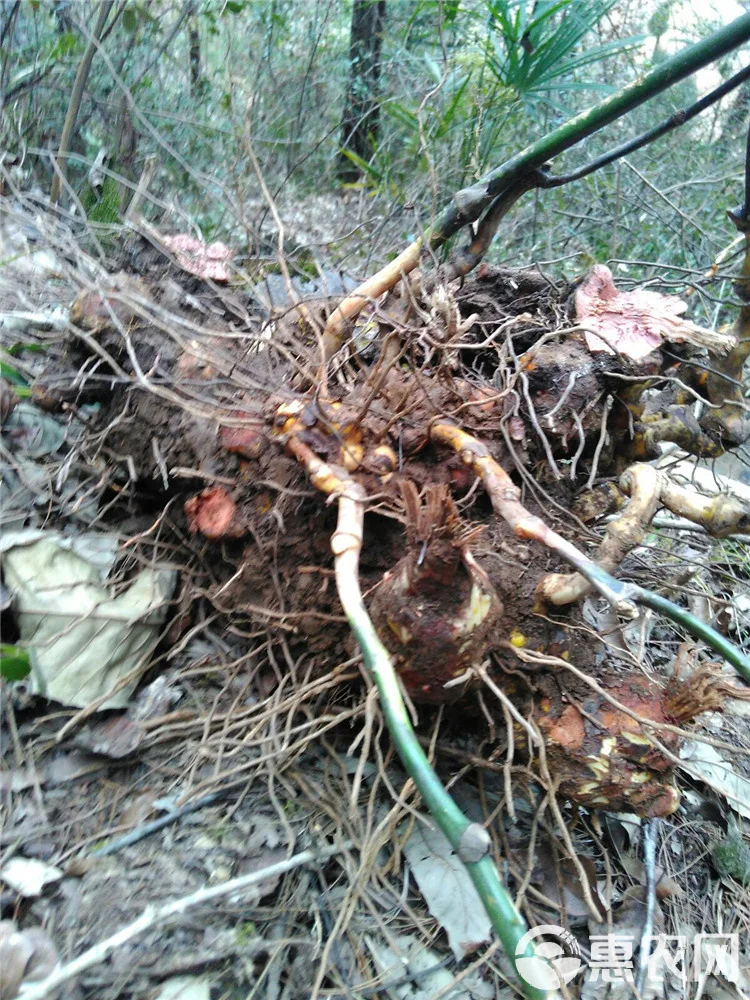 金刚藤泡酒的正确配方示例图：玻璃瓶中浸泡着金刚藤、红枣和枸杞的金黄色酒液_1