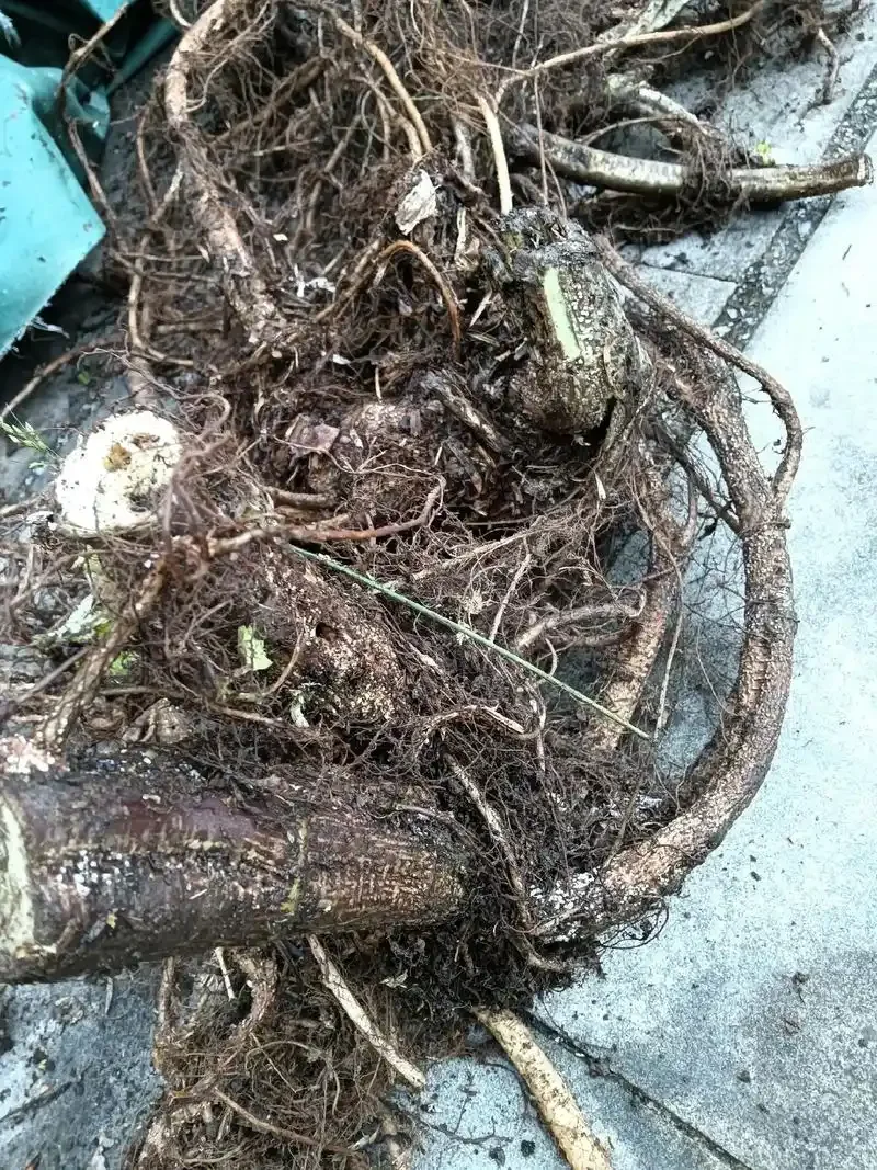 红活麻与花椒在琥珀色酒液中浸泡的特写，展示传统泡酒的原料与色泽_1