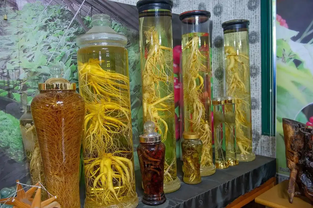专业酿酒师工作台上的透明药酒罐，清晰可见人参、鹿茸、枸杞等多种名贵药材，色泽金黄透亮，展现高品质养生药酒。_1