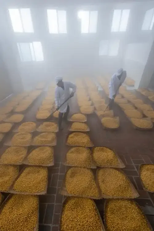 酿酒师在作坊里，手持高粱，对着计算酿酒粮食消耗和出酒率的纸张进行讲解_1