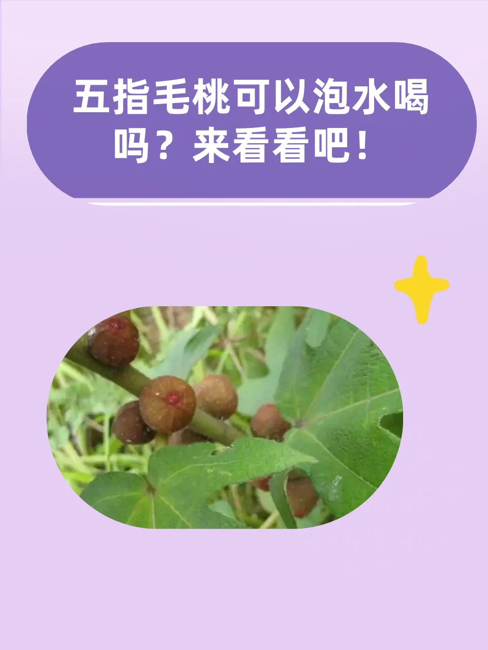 家庭自酿五指毛桃酒：玻璃罐中金黄的药材与白酒正在浸泡，旁边散落着五指毛桃叶。_1