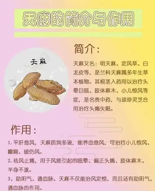 酿酒师正在将新鲜天麻放入玻璃酒坛中制作天麻酒_1