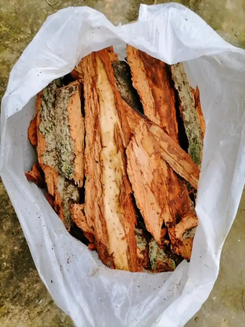 半枫荷药材浸泡在透明玻璃罐的金黄色酒液中,展示传统药酒泡制过程。_1