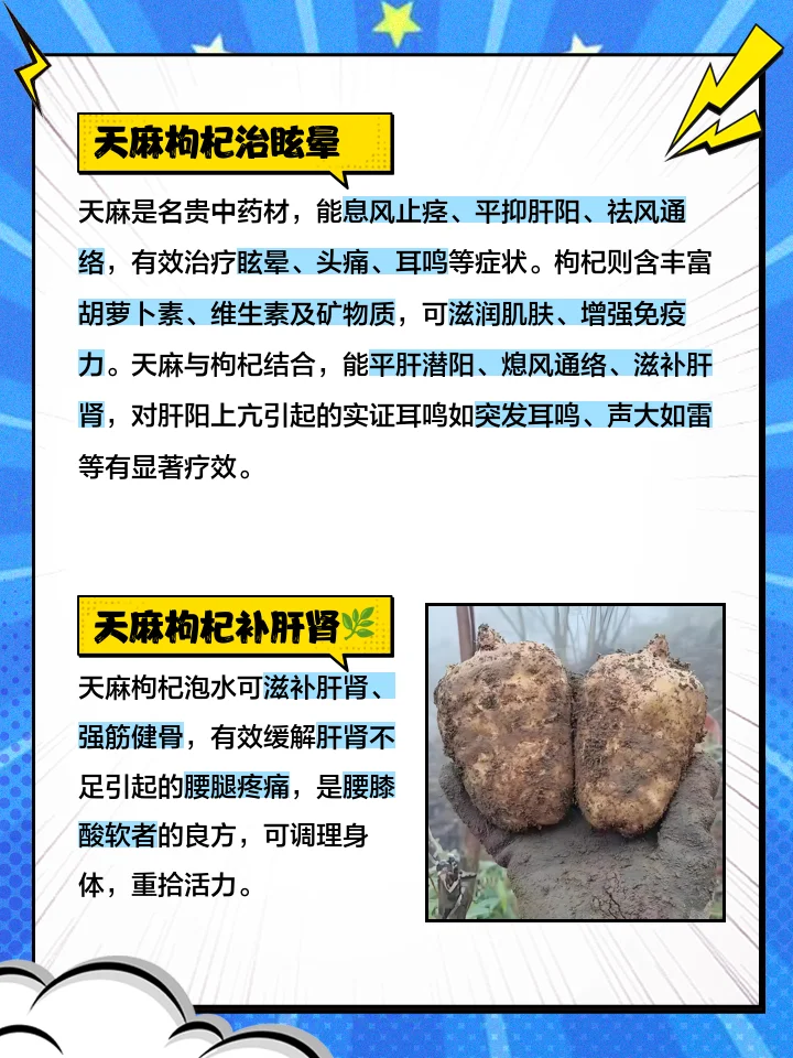 天麻当归泡酒的实际操作展示：玻璃罐中泡有药材，旁边放着天麻片、当归段和冰糖。_1