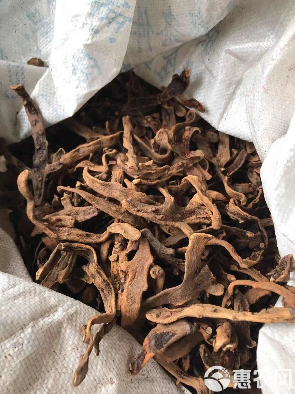 骨碎补泡酒过程展示：透明玻璃罐中金黄色的酒液和药材，旁边散落着干骨碎补和量具_1