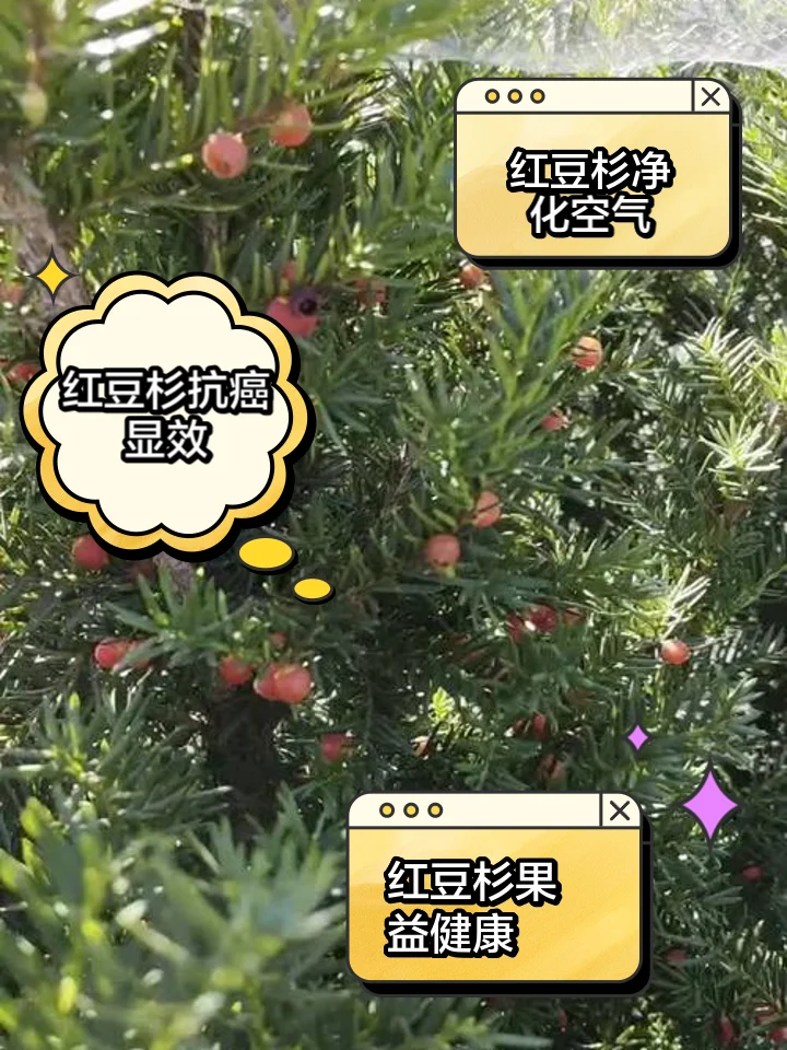 一个装有红豆杉树皮药酒的玻璃酒坛静置在木桌上，旁边散落着红豆杉种子和树皮切片。_1