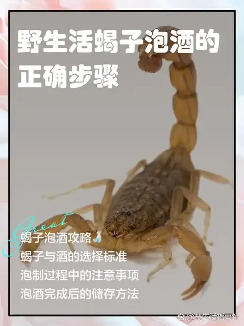 蝎子酒泡制过程示例图：透明玻璃罐中蝎子与药材浸泡在酒液中_1
