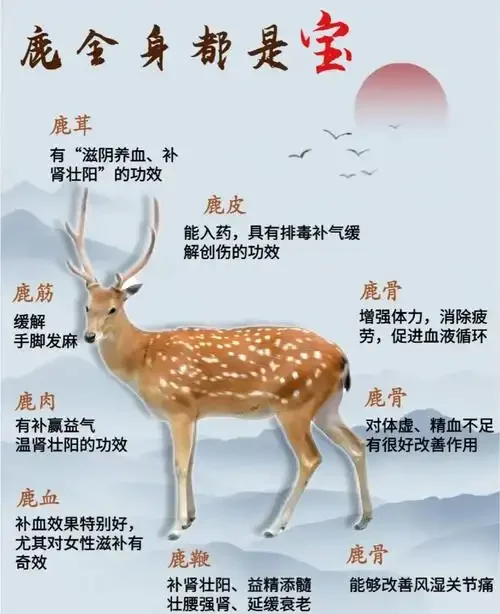 处理干净的鹿鞭切片与纯粮白酒并列摆放，准备用于泡酒的专业场景_1