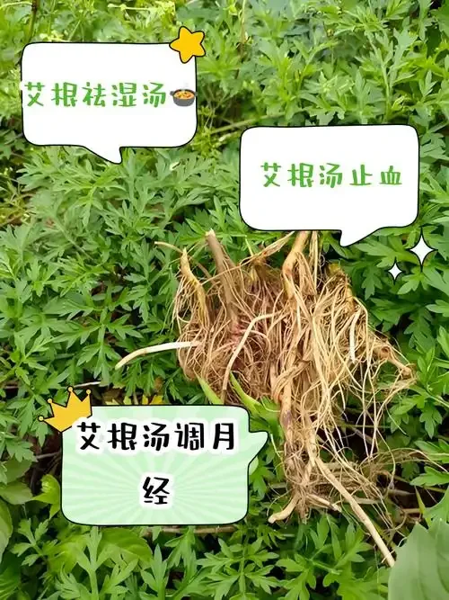 艾草根泡酒制作过程，透明玻璃罐中艾草根在白酒中浸泡_1