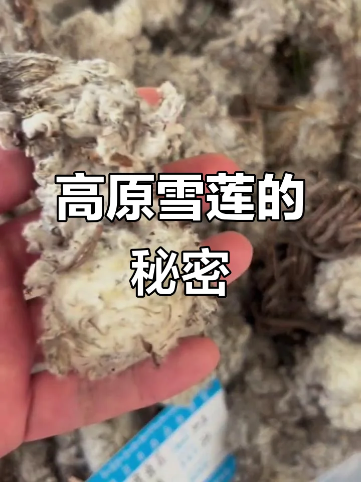 古朴玻璃酒坛中浸泡着完整雪莲花的特写照片，展示了雪莲花泡酒的典型形态_1