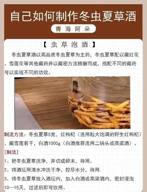 泡制中的虫草酒特写：玻璃瓶中金黄色的虫草与清澈酒液交融，展示专业家庭泡酒场景。_1