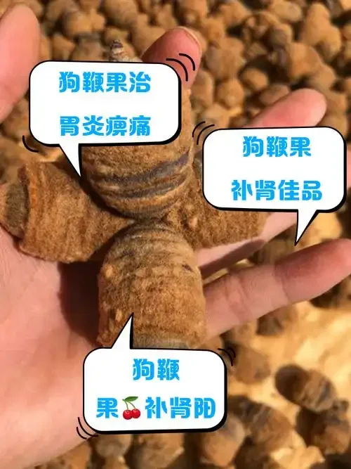 透明玻璃罐中浸泡着狗鞭果、当归、枸杞的养生泡酒特写，旁边散落着原材料和古风标签。_1