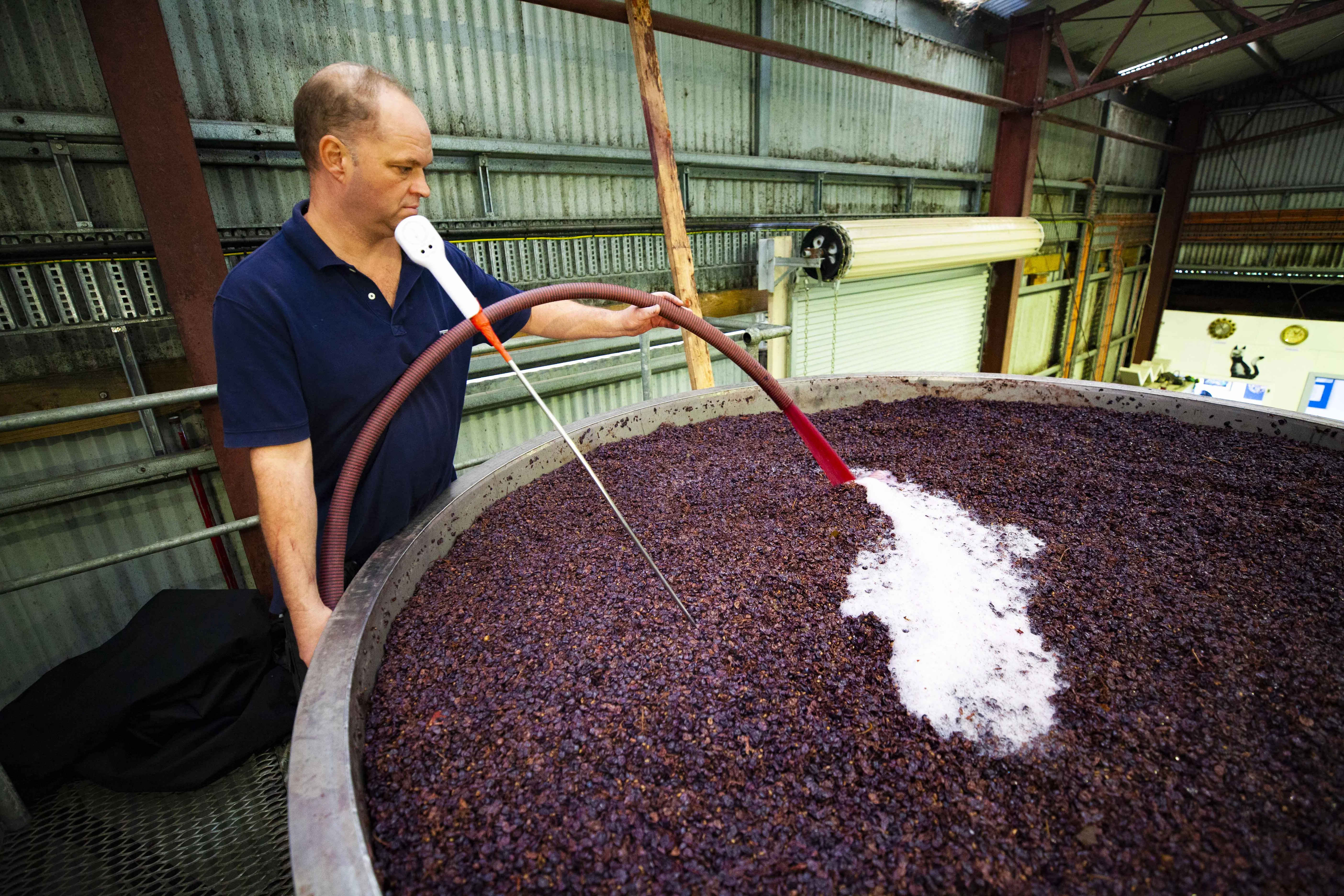 酿酒师正在将新鲜的酿酒葡萄放入玻璃发酵罐中进行葡萄酒酿造_1