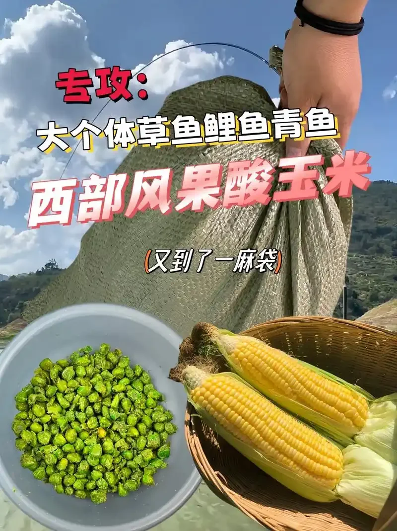 传统陶罐中正在用白酒泡制的金黄色玉米粒，旁边摆放着原料和渔具，展示酒泡玉米钓鱼饵料的制作过程_1