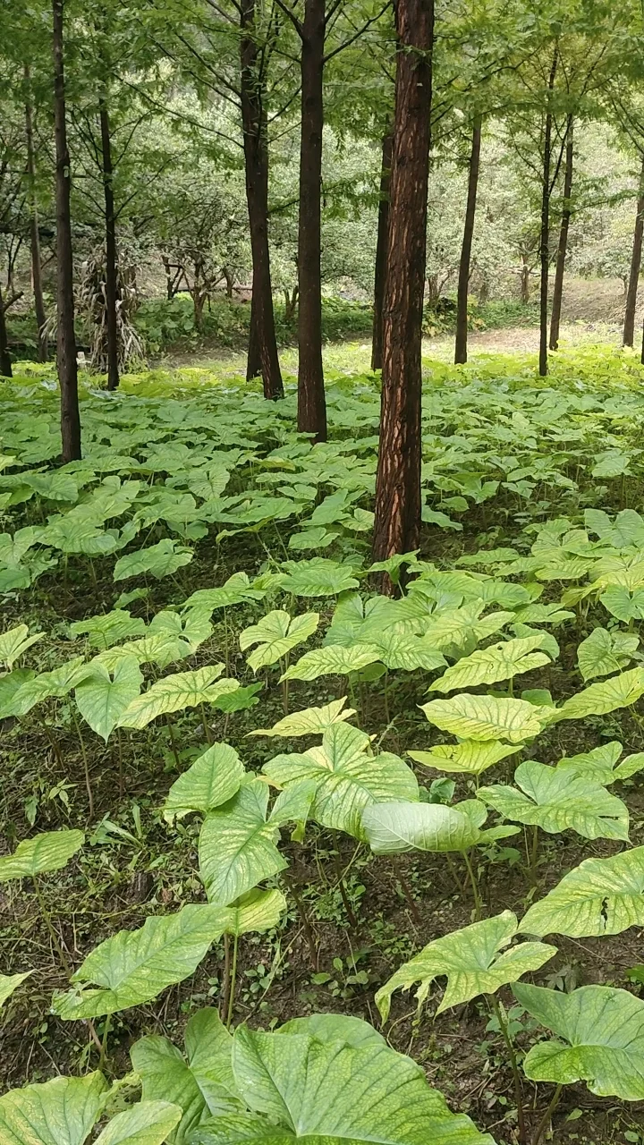 正在泡制中的独角莲药酒和研磨工具特写，用于外敷治疗关节炎和风湿病。_1