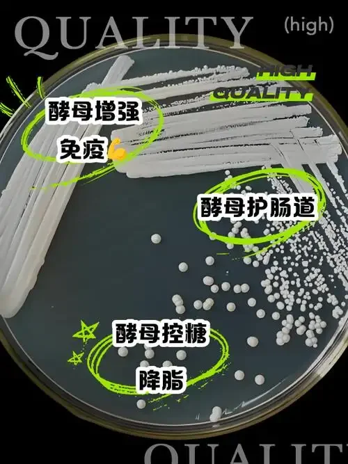 家庭酿酒酵母筛选平行实验对比：三个标注A、B、C的玻璃发酵罐并排，展示不同酵母的发酵活性差异。_1