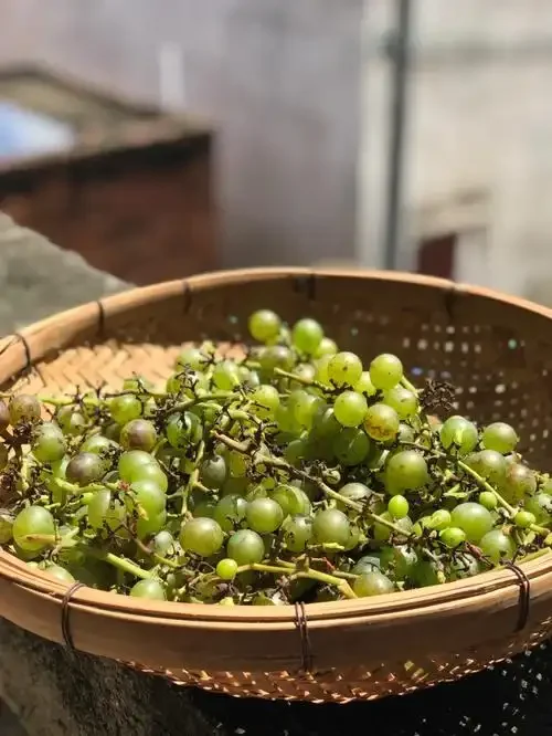 酸葡萄酿酒工作台：葡萄、发酵罐、糖和测量工具_1