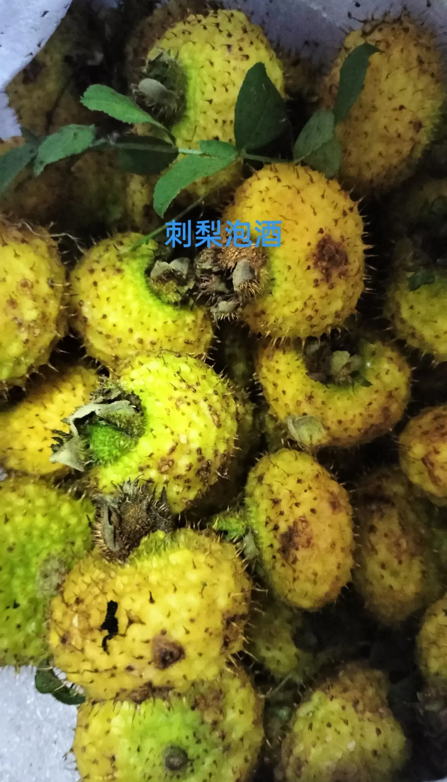 新鲜刺梨泡酒过程特写：玻璃罐中金黄的刺梨与透明酒液_1