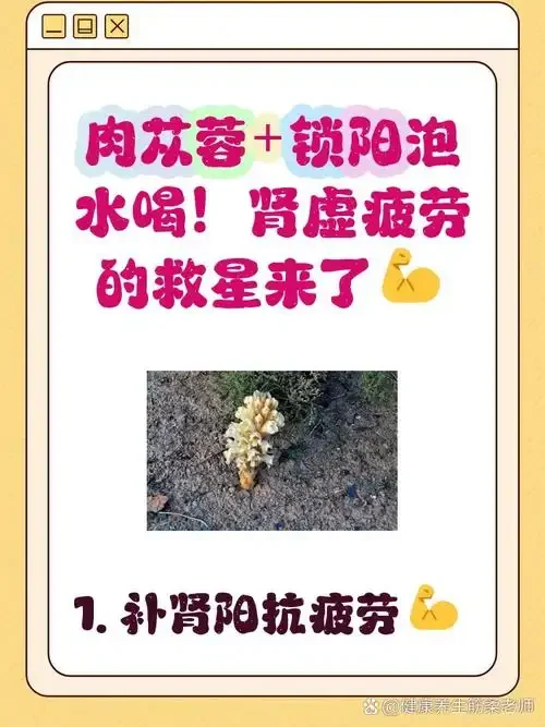 锁阳肉苁蓉鹿茸泡酒实物展示：玻璃瓶中琥珀色酒液浸泡着中药材_1