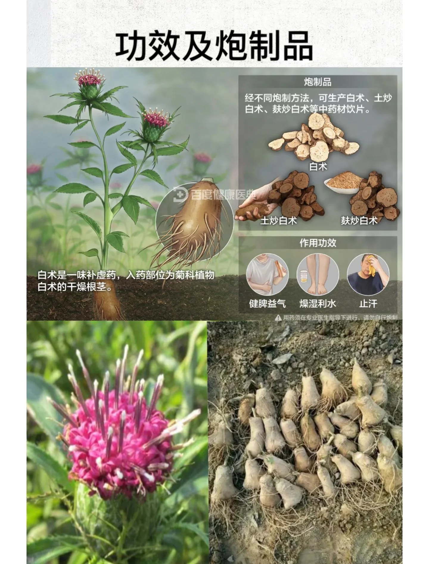 酿酒师演示白术泡酒的正确步骤：将白术片放入玻璃酒坛_1