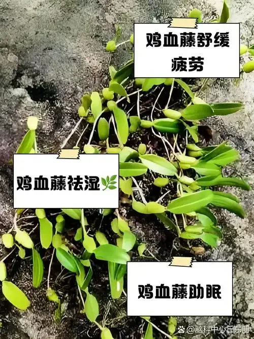 鸡血藤泡酒制作过程展示：透明玻璃罐中的深红色药酒与鸡血藤切片，以及酿酒工具。_1