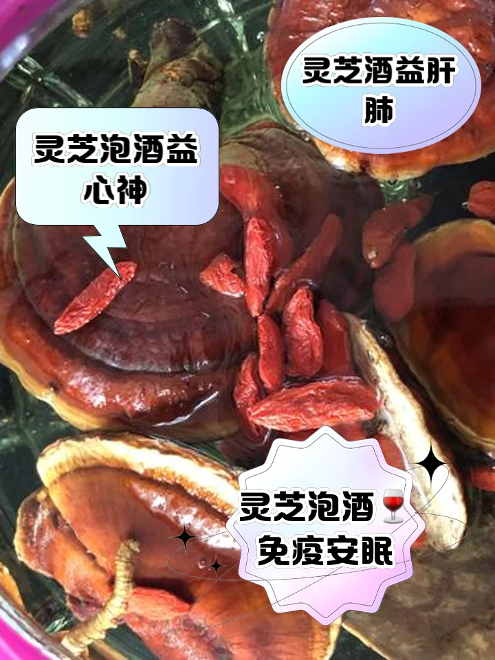 一只刚采摘的新鲜灵芝被手托着，旁边是泡酒用的玻璃坛和辅料，展示了泡酒前的准备阶段。_1