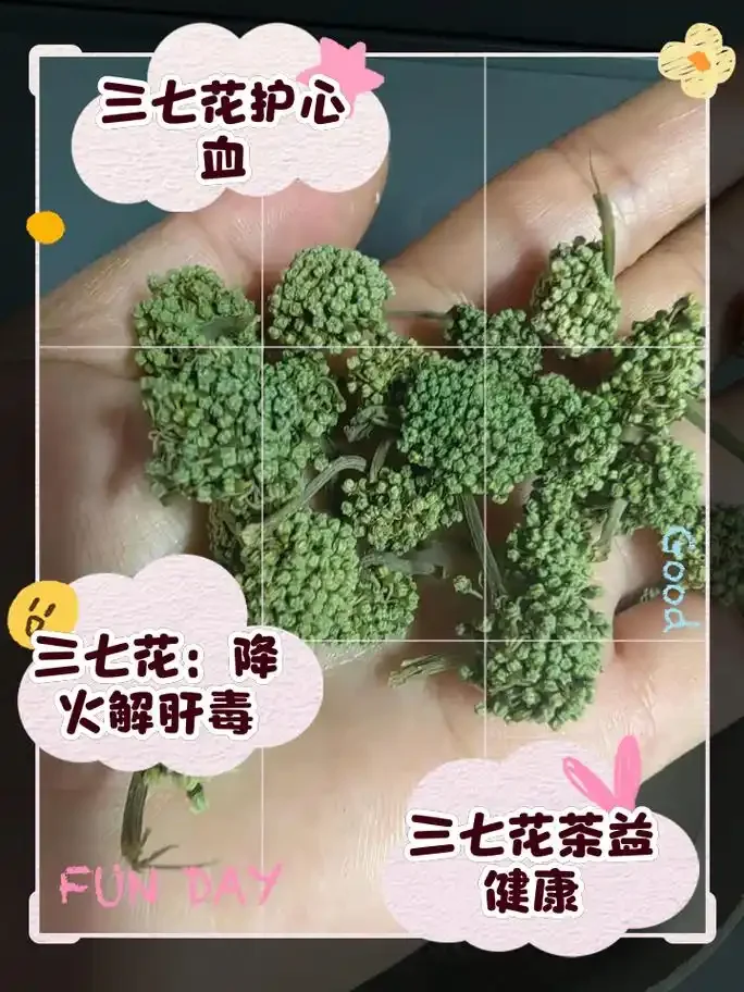 泡制中的三七养生酒特写，琥珀色酒液中可见三七和枸杞，旁边摆放着相关药材与书籍。_1