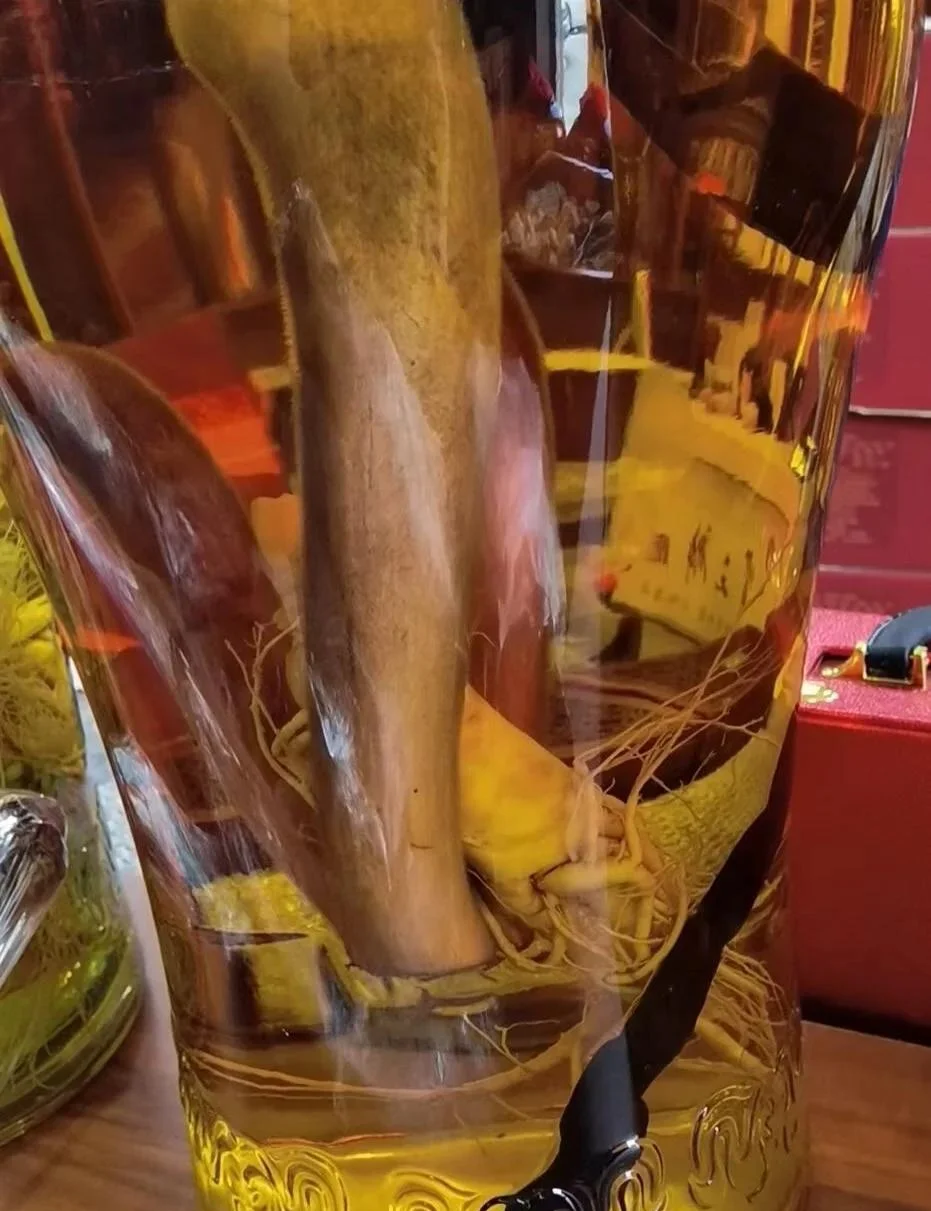 一瓶正在泡制中的鹿茸酒，琥珀色酒液中可见完整鹿茸切片，展示专业泡酒过程。_1