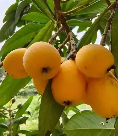 广口玻璃罐中正在浸渍的金黄色枇杷果酒，旁边散落着新鲜枇杷，展示家庭自制枇杷泡酒的诱人过程_1