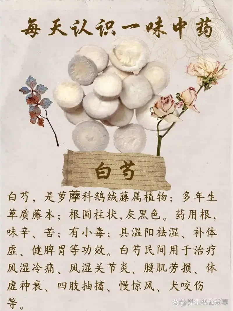 酒白芍与炒白芍饮片对比图，用于展示两者在色泽和质地上区别，适合酿酒参考。_1