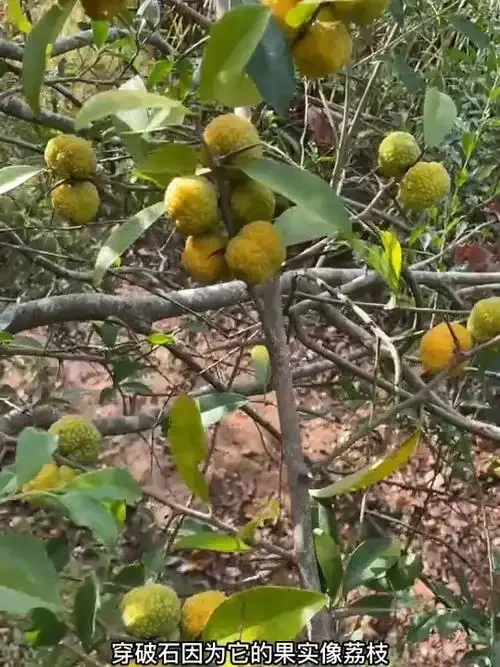 穿破石果泡酒过程展示:透明玻璃罐中浸泡着果实,旁边有配方和工具_1