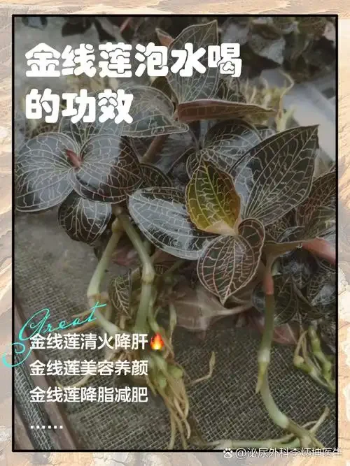 一瓶正在浸泡中的金线莲酒特写，酒液金黄清澈，金线莲清晰可见，旁边散落着枸杞和新鲜叶片。_1