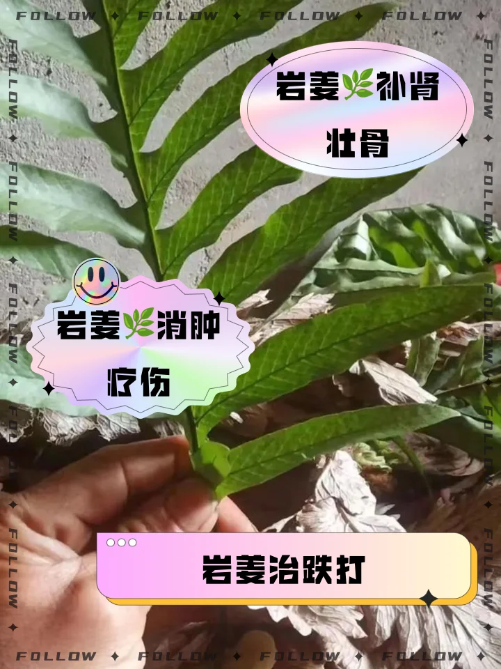 展示岩姜泡酒的原料与制作场景：新鲜岩姜与玻璃罐中的琥珀色岩姜酒。_1