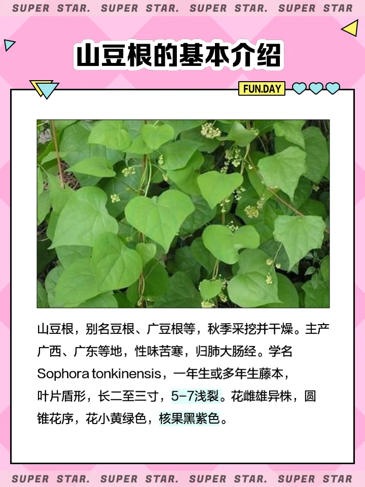 山豆根泡酒成品展示：透明酒坛中金黄色的酒液与山豆根药材_1