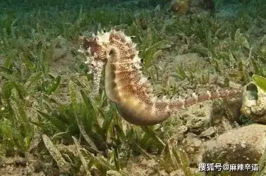 塑料海马泡酒错误示范与玻璃瓶正确泡酒对比图_1