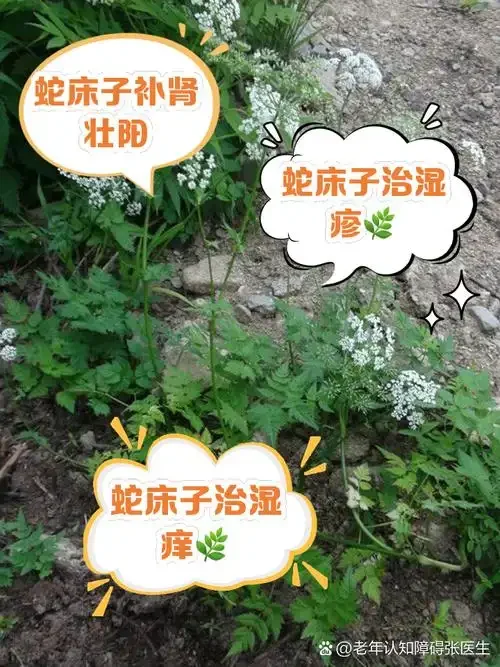 正在浸泡中的蛇床子泡酒特写，玻璃罐内酒液清澈，可见蛇床子果实，展示传统泡制过程。_1
