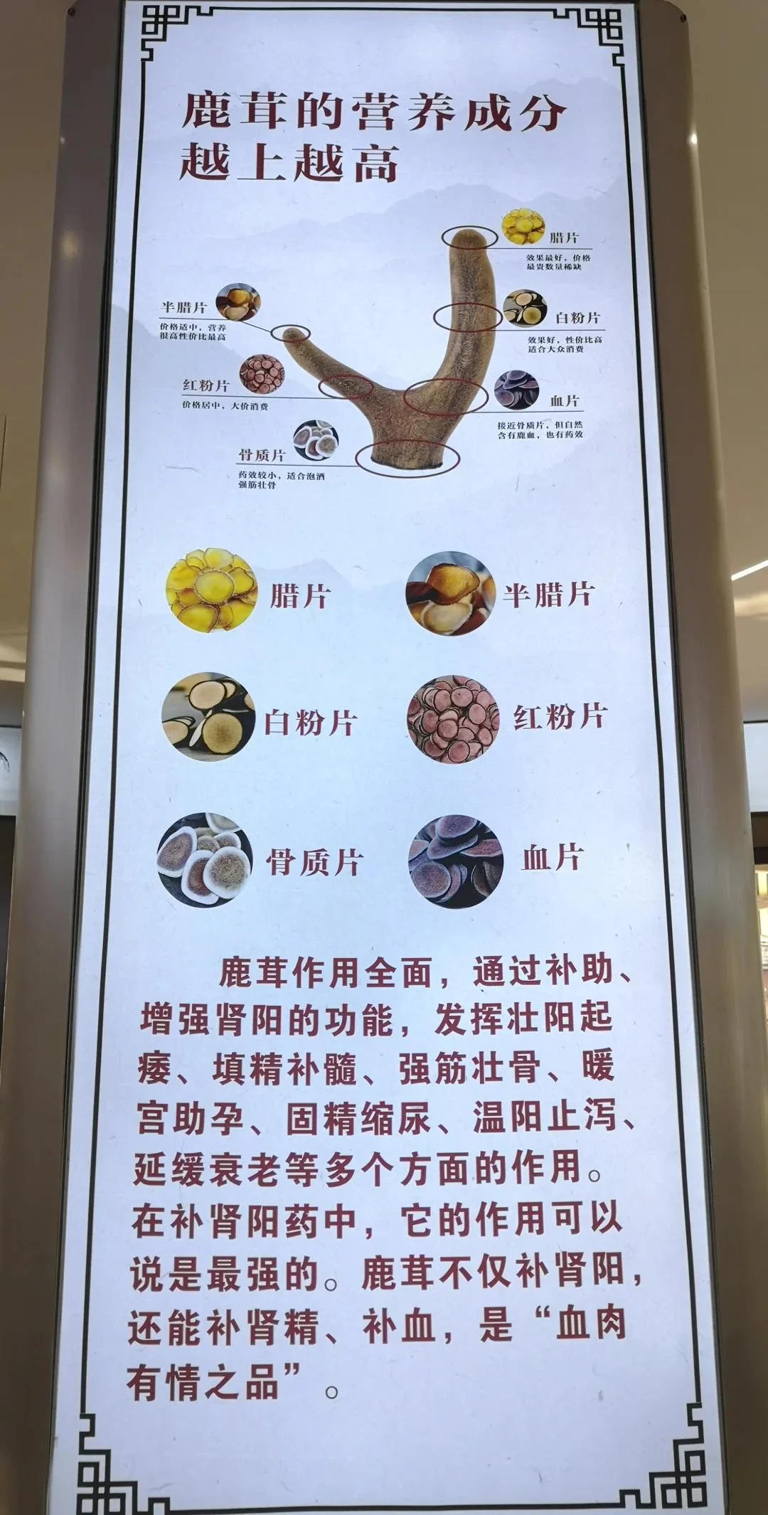 浸泡着鹿茸切片的琥珀色药酒特写，展示正确的鹿茸泡酒形态。_1